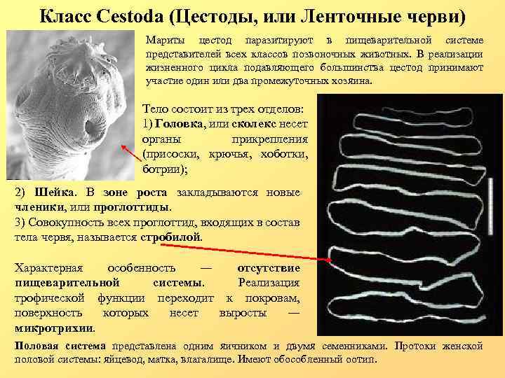 Класс Cestoda (Цестоды, или Ленточные черви) Мариты цестод паразитируют в пищеварительной системе представителей всех