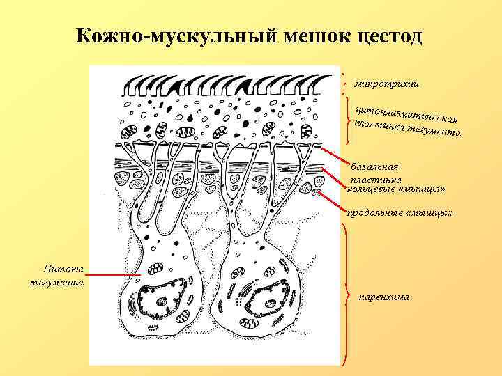 Кожно-мускульный мешок цестод микротрихии цитоплазма тическая пластинка тегумента базальная пластинка кольцевые «мышцы» продольные «мышцы»