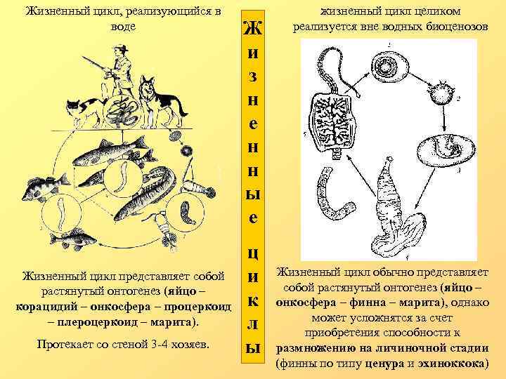 Жизненный цикл, реализующийся в воде Жизненный цикл представляет собой растянутый онтогенез (яйцо – корацидий