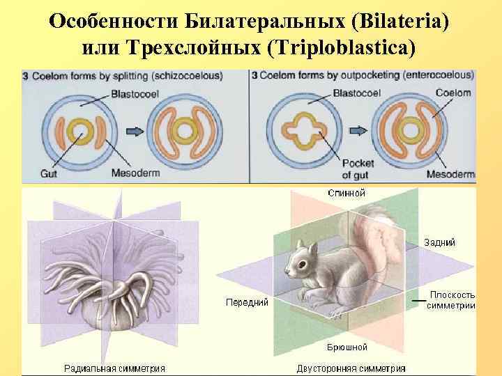 Особенности Билатеральных (Bilateria) или Трехслойных (Triploblastica) 