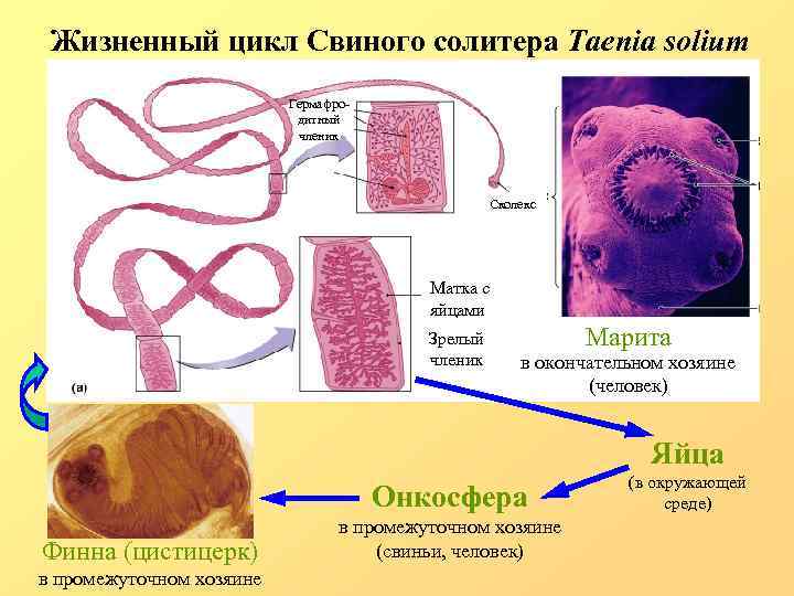 Жизненный цикл Свиного солитера Taenia solium Гермафродитный членик Сколекс Матка с яйцами Зрелый членик