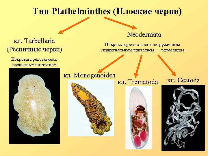 Тип Plathelminthes (Плоские черви) кл. Turbellaria (Ресничные черви) Neodermata Покровы представлены погруженным синцитиальным эпителием