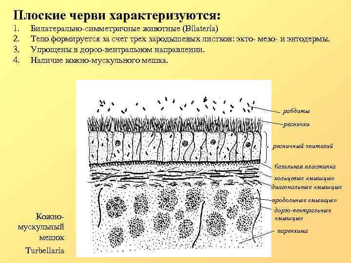 Плоские черви характеризуются: 1. 2. 3. 4. Билатерально-симметричные животные (Bilateria) Тело формируется за счет