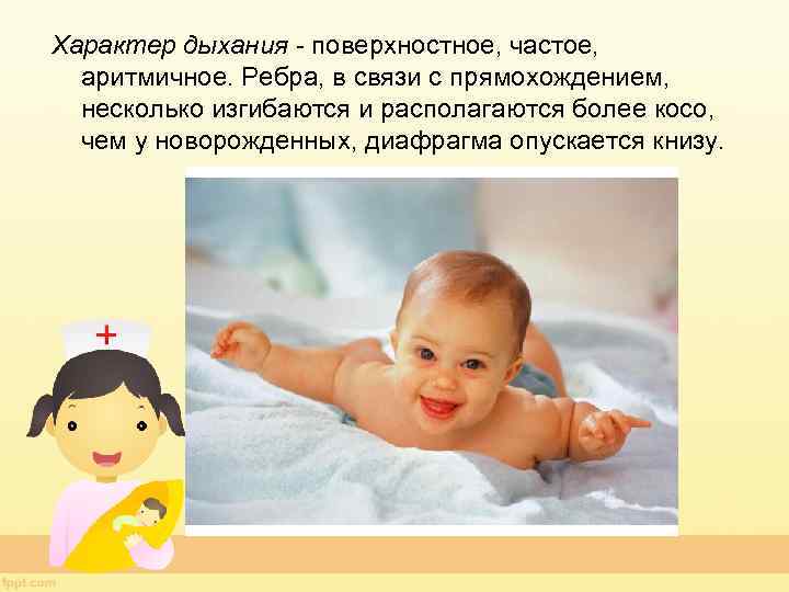 Характер дыхания - поверхностное, частое, аритмичное. Ребра, в связи с прямохождением, несколько изгибаются и