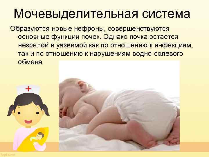 Мочевыделительная система Образуются новые нефроны, совершенствуются основные функции почек. Однако почка остается незрелой и