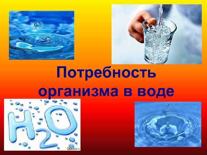 Потребность организма в воде 