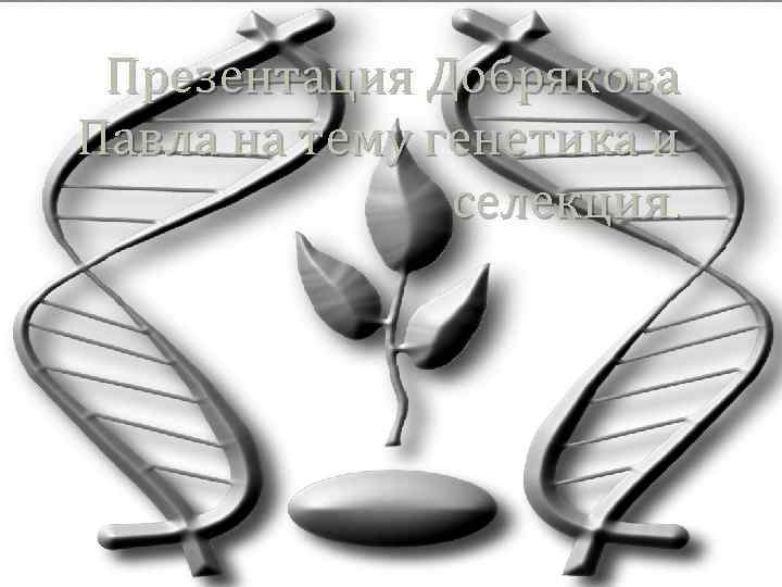 Презентация Добрякова Павла на тему генетика и селекция. 