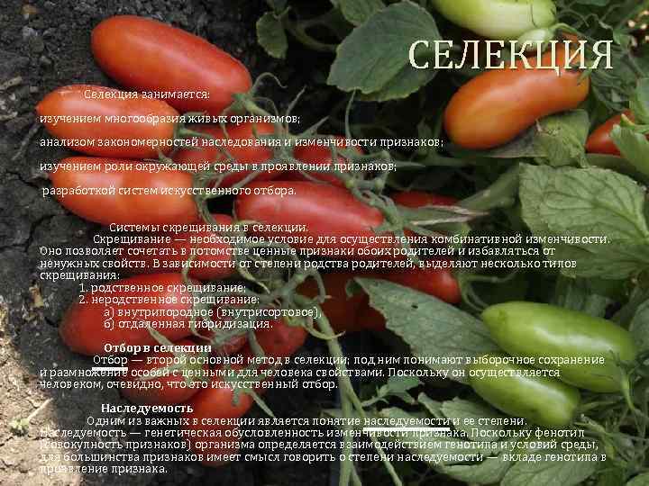 СЕЛЕКЦИЯ Селекция занимается: изучением многообразия живых организмов; анализом закономерностей наследования и изменчивости признаков; изучением