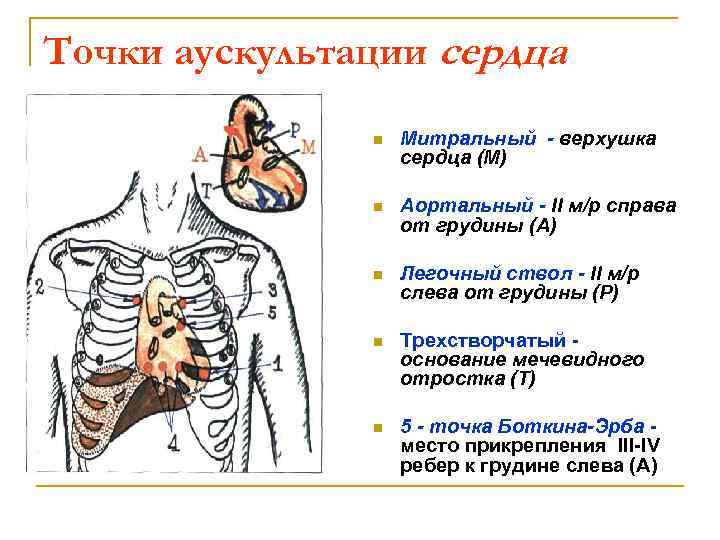 Точки аускультации сердца n Митральный - верхушка сердца (М) n Аортальный - II м/р