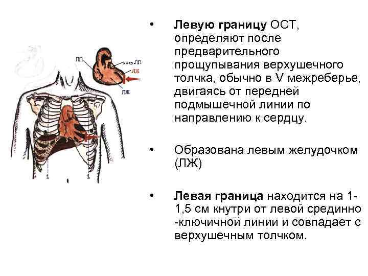  • Левую границу ОСТ, определяют после предварительного прощупывания верхушечного толчка, обычно в V