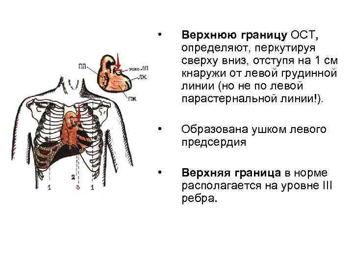  • Верхнюю границу ОСТ, определяют, перкутируя сверху вниз, отступя на 1 см кнаружи