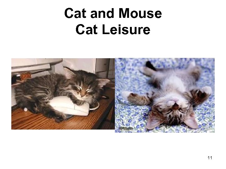 Cat and Mouse Cat Leisure 11 