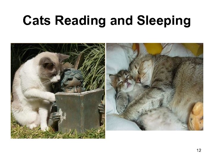 Cats Reading and Sleeping 12 