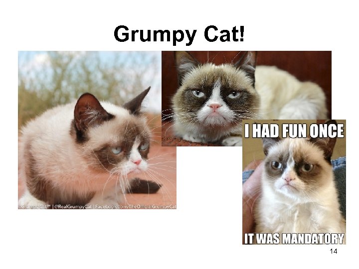 Grumpy Cat! 14 