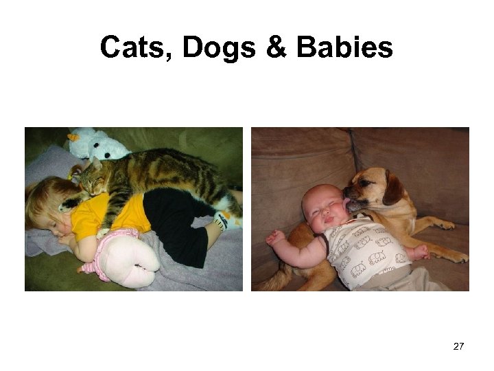 Cats, Dogs & Babies 27 