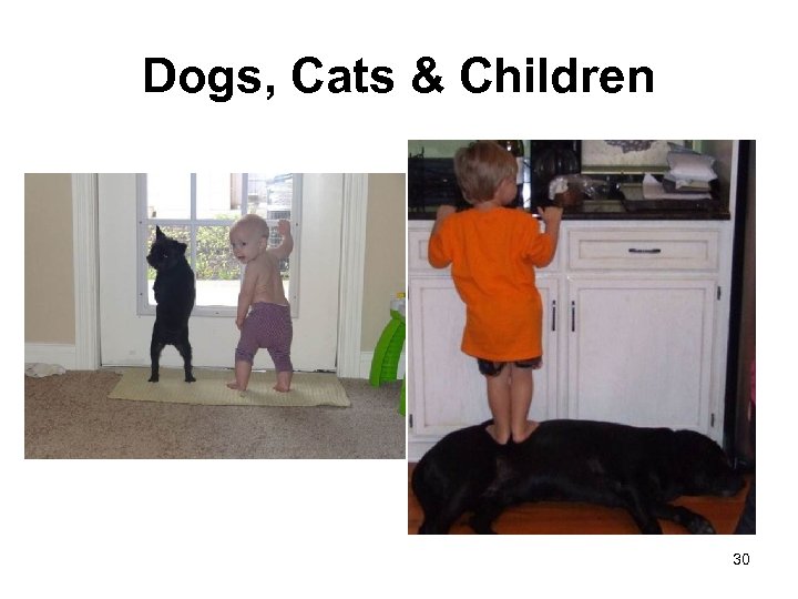 Dogs, Cats & Children 30 