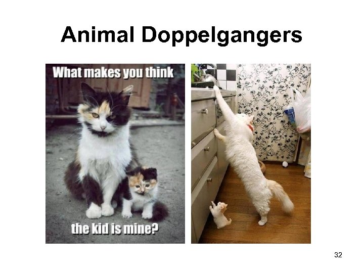 Animal Doppelgangers 32 