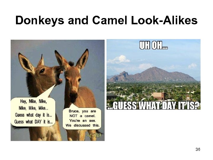 Donkeys and Camel Look-Alikes 36 