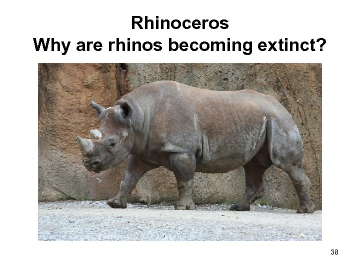 Rhinoceros Why are rhinos becoming extinct? 38 