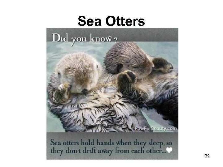 Sea Otters 39 