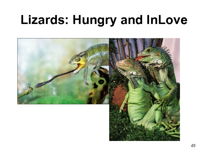 Lizards: Hungry and In. Love 45 