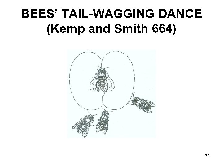 BEES’ TAIL-WAGGING DANCE (Kemp and Smith 664) 50 