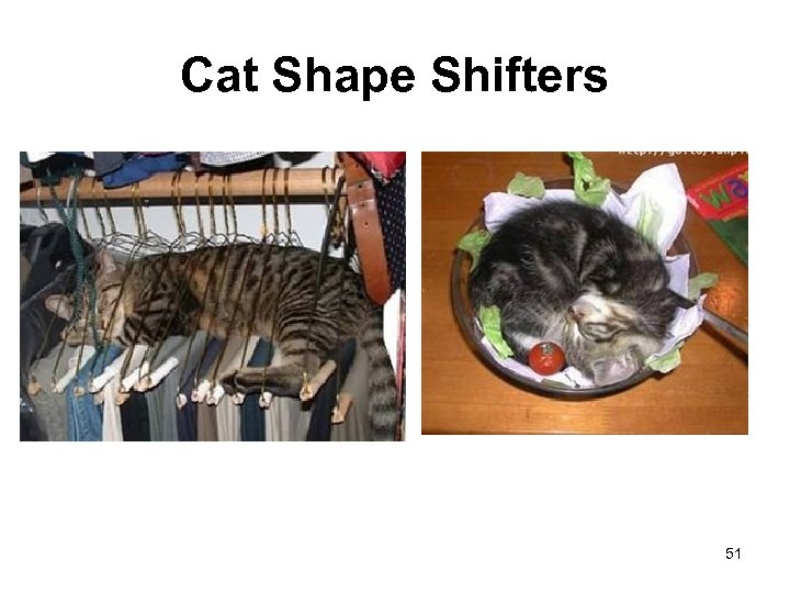 Cat Shape Shifters 51 