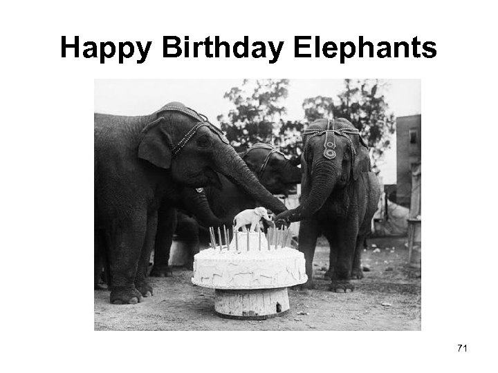 Happy Birthday Elephants 71 