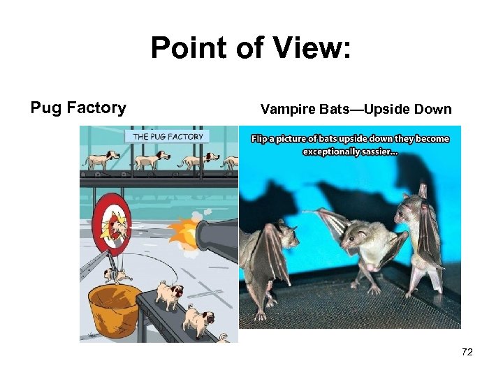 Point of View: Pug Factory Vampire Bats—Upside Down 72 