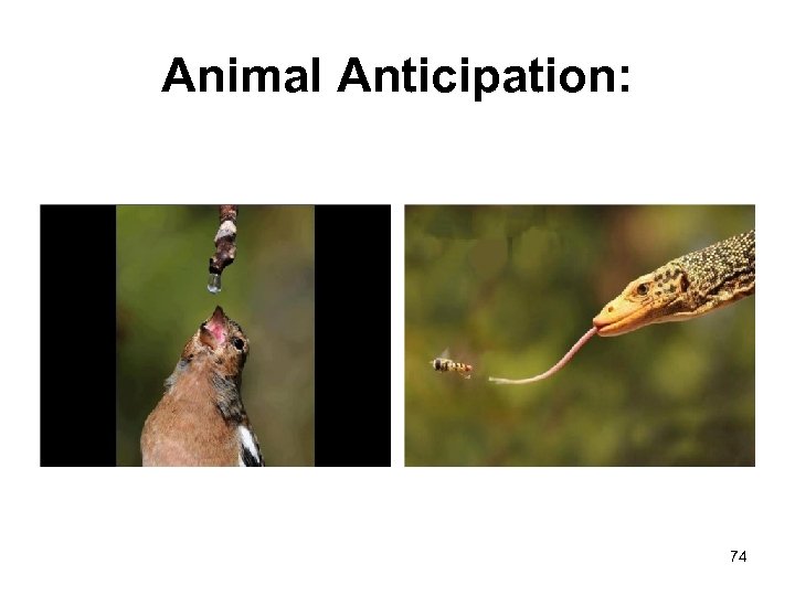 Animal Anticipation: 74 