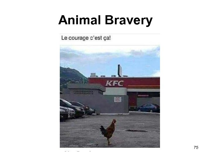 Animal Bravery 75 