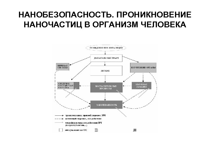 НАНОБЕЗОПАСНОСТЬ. ПРОНИКНОВЕНИЕ НАНОЧАСТИЦ В ОРГАНИЗМ ЧЕЛОВЕКА 
