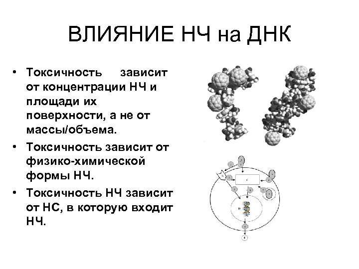 ВЛИЯНИЕ НЧ на ДНК • Токсичность зависит от концентрации НЧ и площади их поверхности,