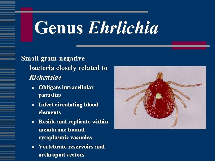 Genus Ehrlichia Small gram-negative bacteria closely related to Rickettsiae n n Obligate intracellular parasites