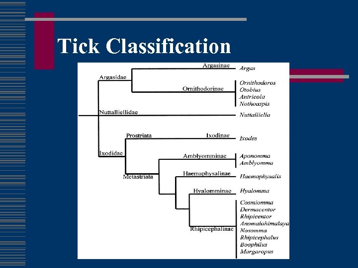 Tick Classification 