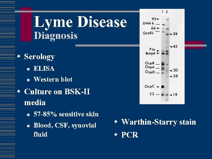 Lyme Disease Diagnosis w Serology n ELISA n Western blot w Culture on BSK-II