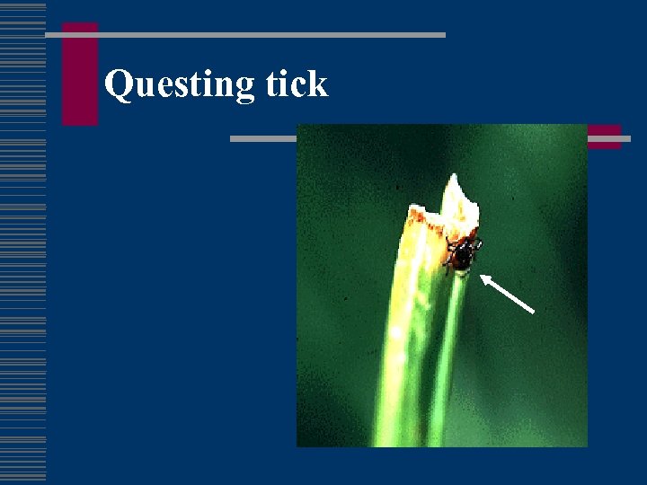 Questing tick 