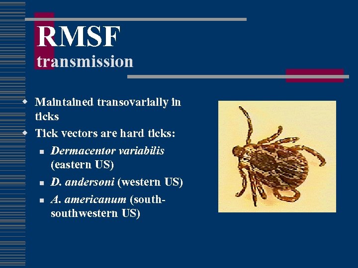 RMSF transmission w Maintained transovarially in ticks w Tick vectors are hard ticks: n