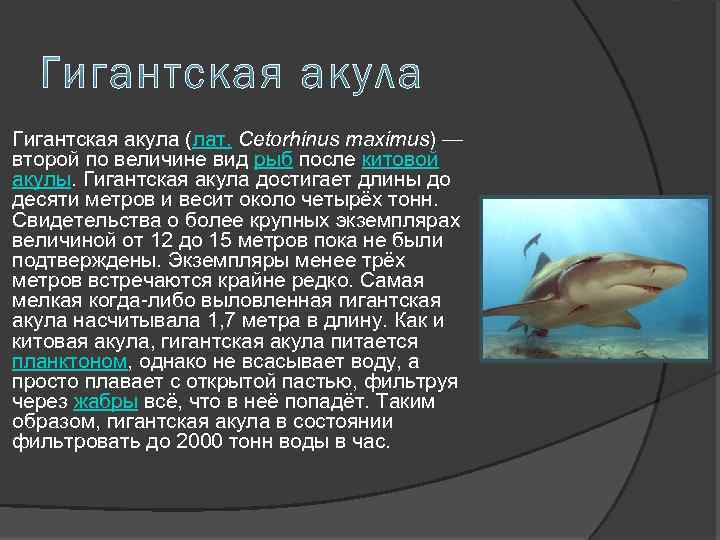 Гигантская акула (лат. Cetorhinus maximus) — второй по величине вид рыб после китовой акулы.