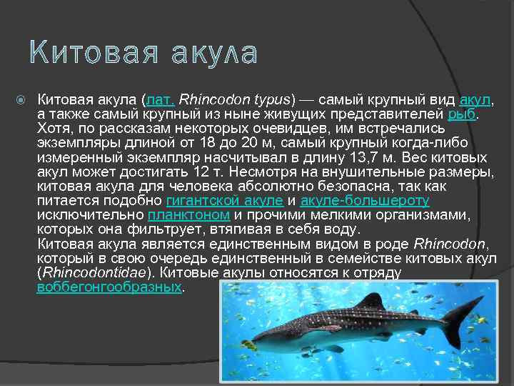  Китовая акула (лат. Rhincodon typus) — самый крупный вид акул, а также самый