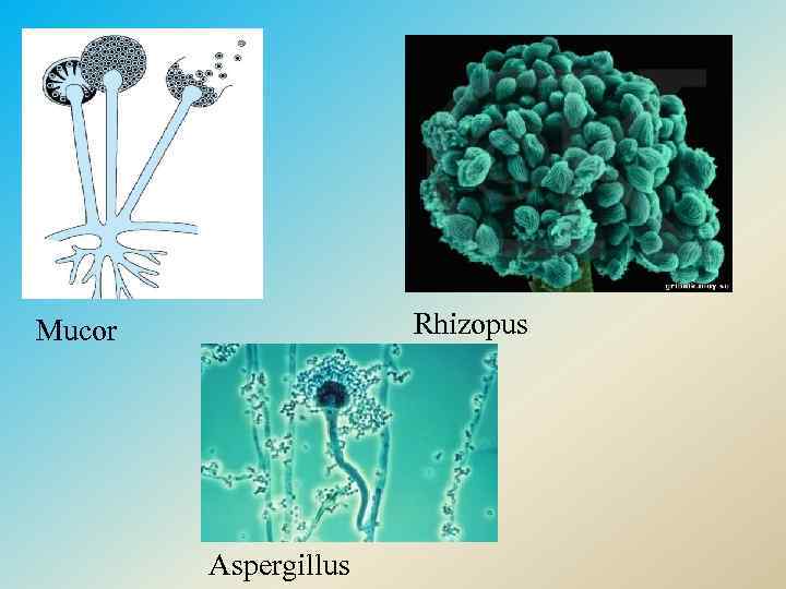 Rhizopus Mucor Aspergillus 