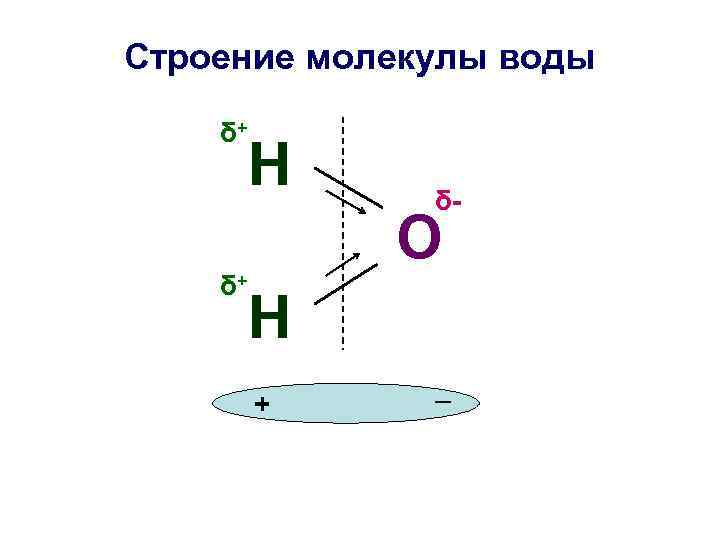 Строение молекулы воды δ+ δ+ Н δ- О Н + _ 