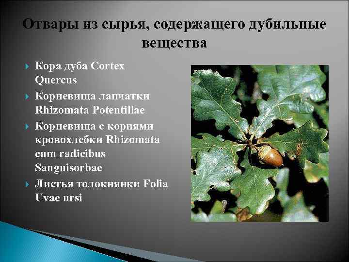 Отвары из сырья, содержащего дубильные вещества Кора дуба Cortex Quercus Корневища лапчатки Rhizomata Potentillae