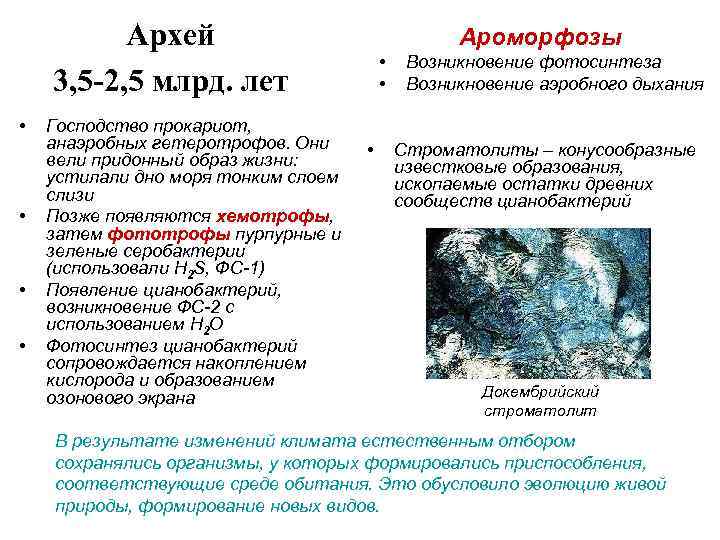 Архей 3, 5 -2, 5 млрд. лет • • Господство прокариот, анаэробных гетеротрофов. Они