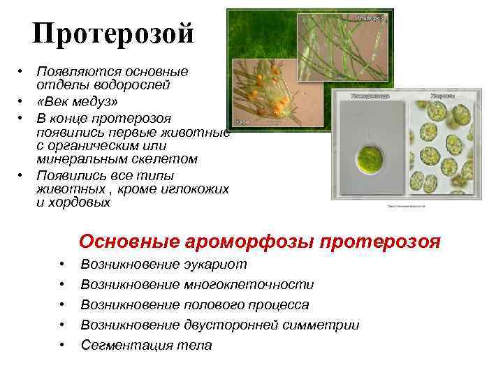 Протерозой • Появляются основные отделы водорослей • «Век медуз» • В конце протерозоя появились