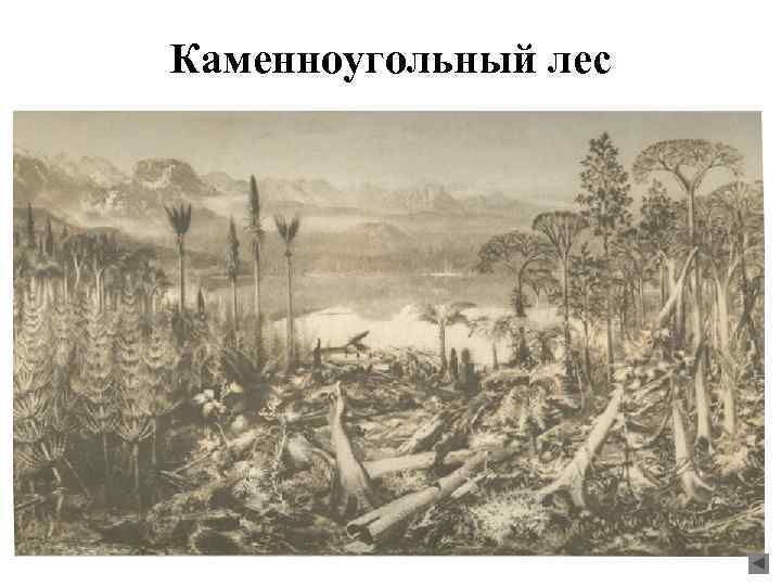 Каменноугольный лес 