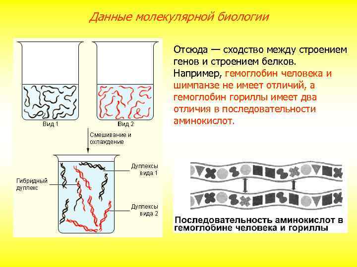 Данные молекулярной биологии Отсюда — сходство между строением генов и строением белков. Например, гемоглобин