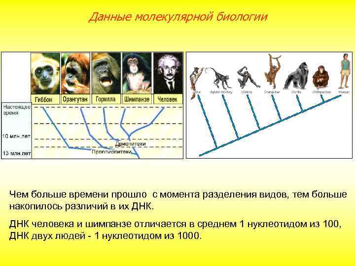 Данные молекулярной биологии Чем больше времени прошло с момента разделения видов, тем больше накопилось