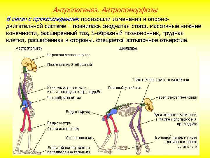 Антропогенез. Антропоморфозы В связи с прямохождением произошли изменения в опорно- двигательной системе – появилась