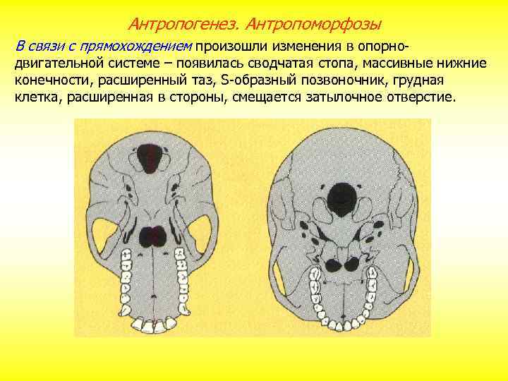 Антропогенез. Антропоморфозы В связи с прямохождением произошли изменения в опорно- двигательной системе – появилась